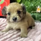 チワックス(チワワ×ダックスフンド)【埼玉県・女の子・2025年3月1日・レッド】の写真7