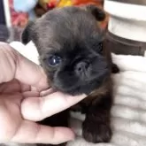 ブリュッセルグリフォン【埼玉県・男の子・2025年10月15日・レッド】の写真7