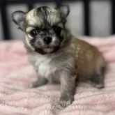 チワワ(ロング)【埼玉県・女の子・2025年9月28日・レッド】の写真13