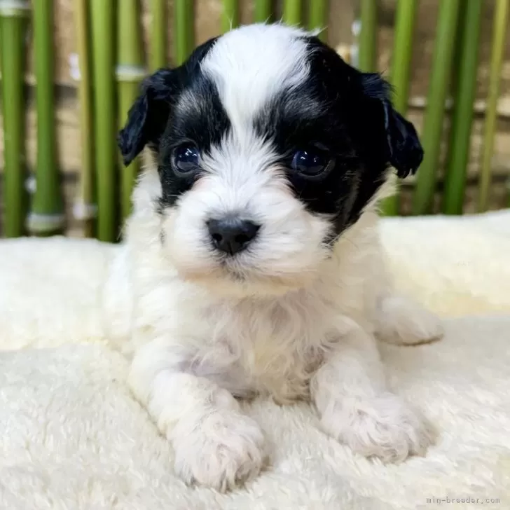 ID:2406-05885の子犬