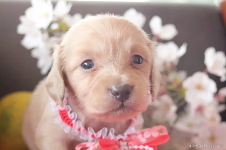 ID：1704-00421の子犬