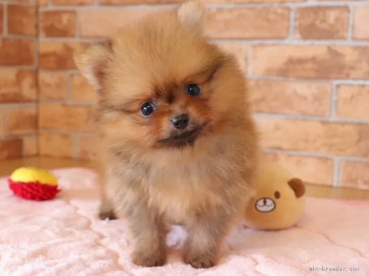 ID:2109-01269の子犬