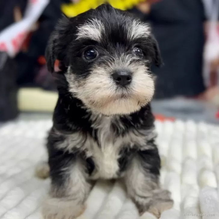 ID:2410-07187の子犬