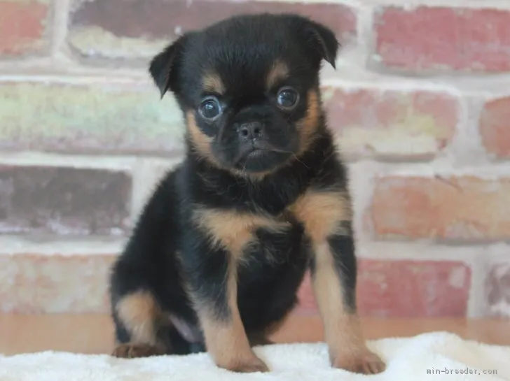 ID:2004-01894の子犬