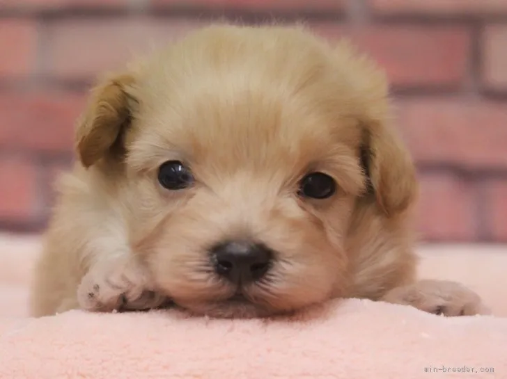 saku saku 様のお迎えした子犬