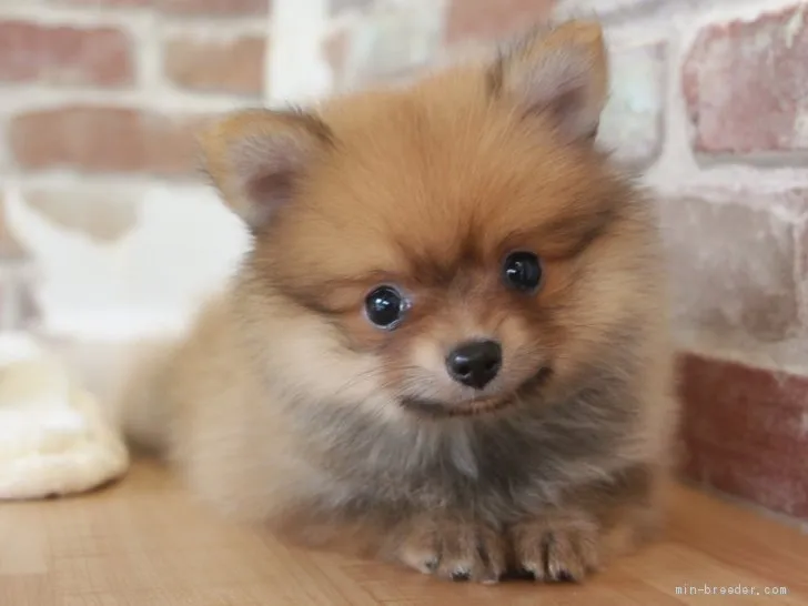 ID:2006-02286の子犬