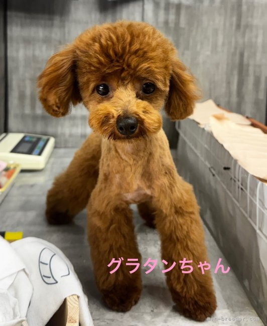 トイプードル【・女の子・2024年7月23日・レッド】