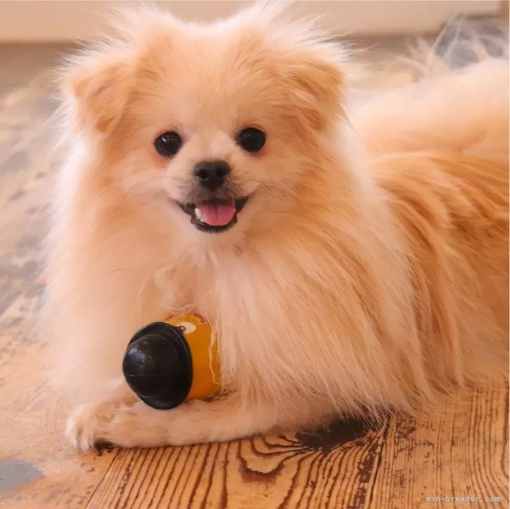 ID:2303-05133の子犬