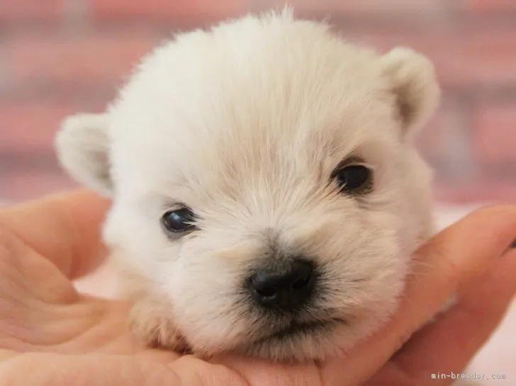 ねるママ 様のお迎えした子犬