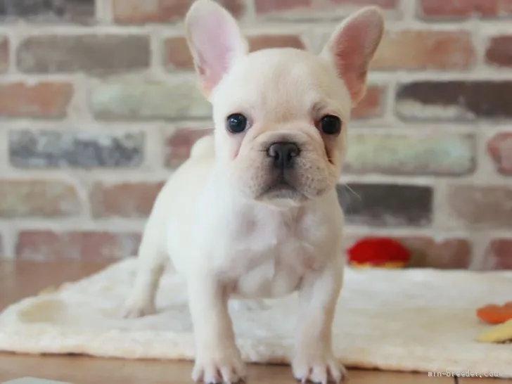 ID：2007-01288の子犬