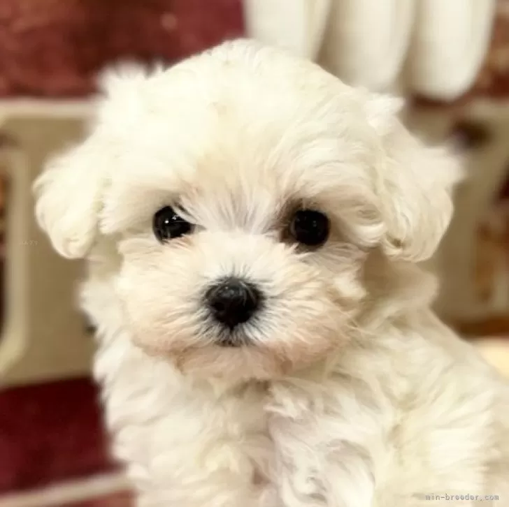 ID:2409-02323の子犬