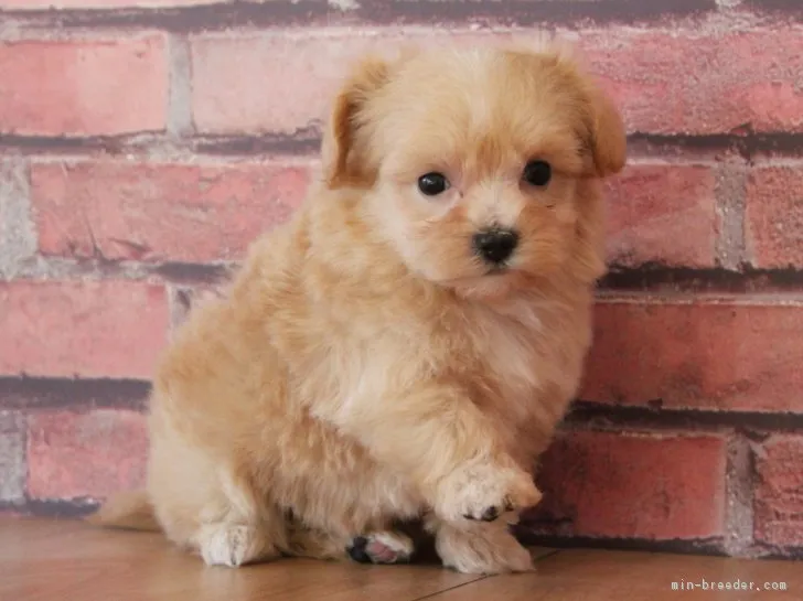 ID:1901-02918の子犬