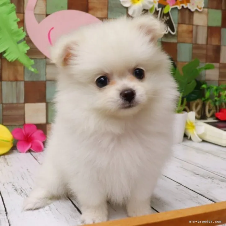 ID：2306-01296の子犬