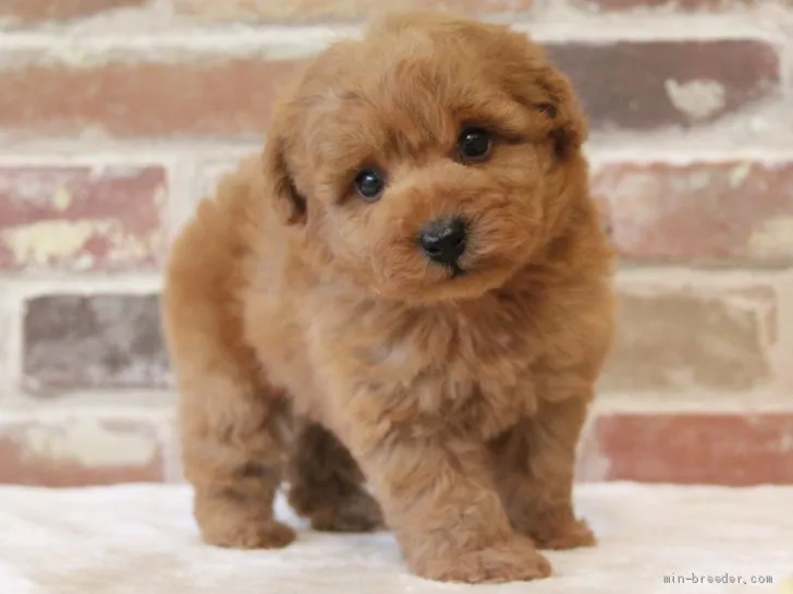G.M 様のお迎えした子犬