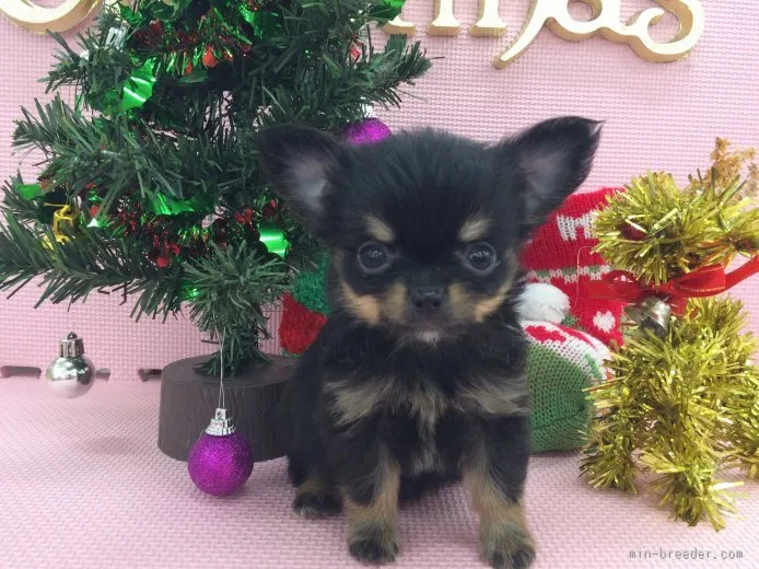 ID:1511-00735の子犬