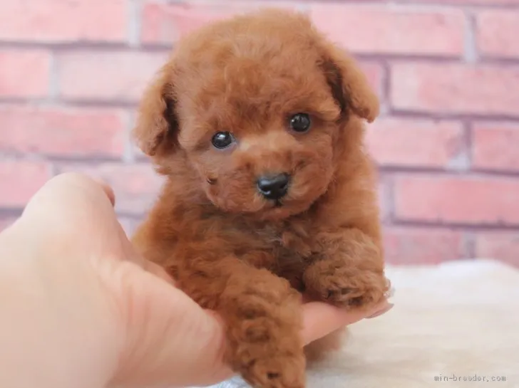 ID:2001-02753の子犬