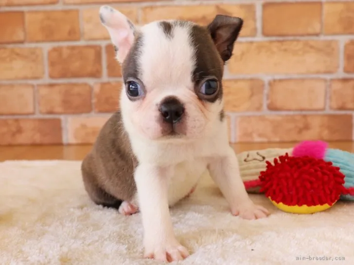 ID:2106-02322の子犬