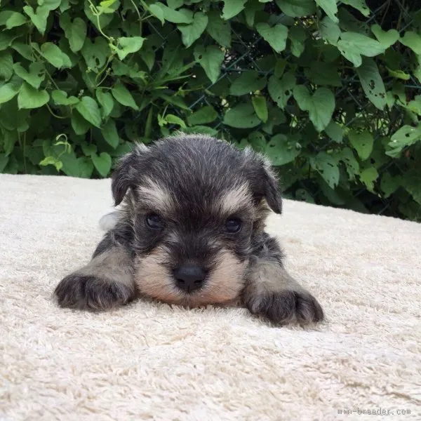ID:1508-00912の子犬