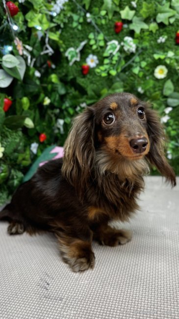 カニンヘンダックスフンド(ロング)【・女の子・2022年12月15日・チョコレート&amp;タン】