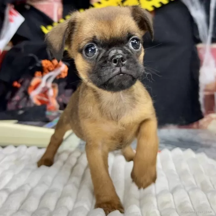 バンソン 様のお迎えした子犬