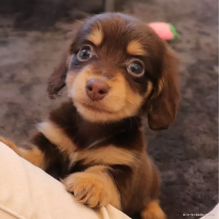 ID:2401-05529の子犬