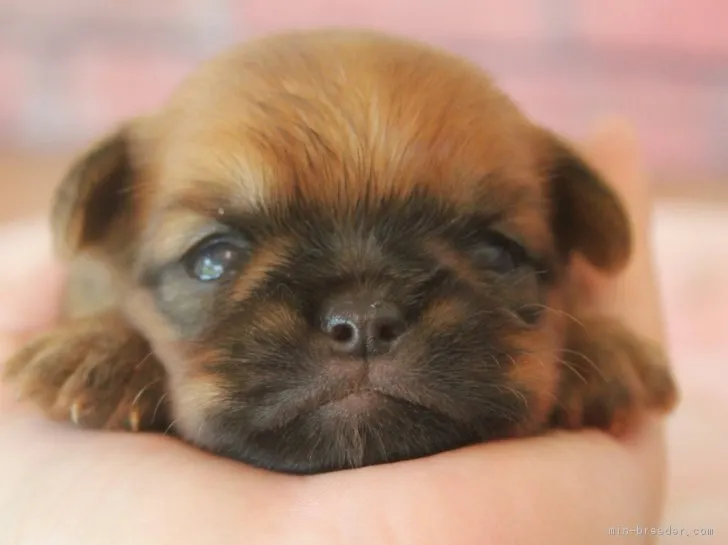 ID：1807-02727の子犬