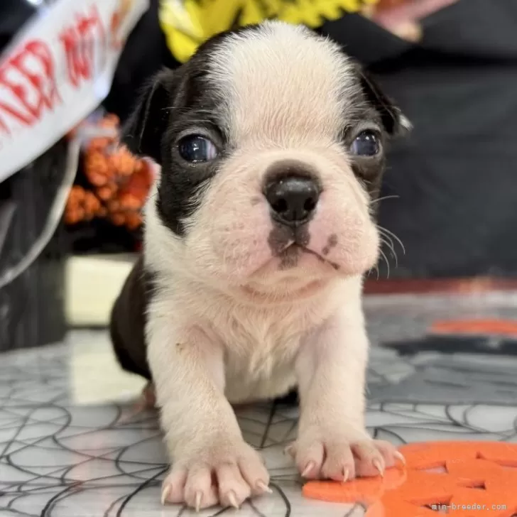 ID:2410-04442の子犬