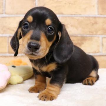 カニンヘンダックスフンド(スムース)【埼玉県・男の子・2022年10月13日・ブラック&タン】の写真「とても可愛い子です💗💗」