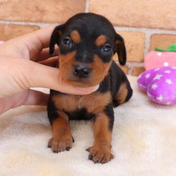 ミニチュアピンシャー【埼玉県・男の子・2022年3月7日・ブラック&タン】の写真「甘えん坊の男の子☺️🌟」