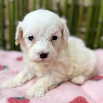 マルプー(マルチーズ×トイプードル)【埼玉県・女の子・2024年5月29日・クリーム】の写真「7/24掲載終了します
優しいカラーの癒し系女子」