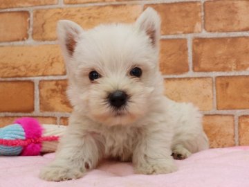 ウエストハイランドホワイトテリア【埼玉県・男の子・2021年7月5日・ホワイト】の写真「両親遺伝子検査異常なし‼️」