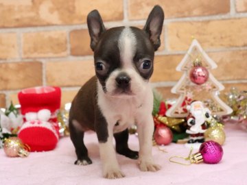 ボストンテリア【埼玉県・女の子・2021年10月11日・ボストンカラー】の写真「両親遺伝子検査異常なし🍀(小さめ)」