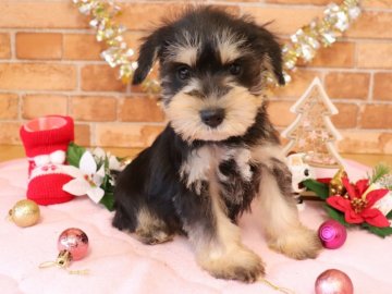 ミニチュアシュナウザー【埼玉県・男の子・2021年10月4日・ブラック&シルバー】の写真「両親遺伝子検査クリア🍀」