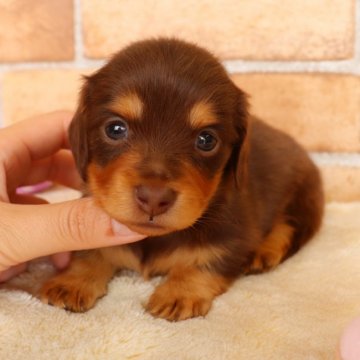 カニンヘンダックスフンド(ロング)【埼玉県・女の子・2022年3月14日・チョコレート&タン】の写真「両親遺伝子検査異常なし🍀」