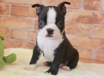 ボストンテリア【埼玉県・男の子・2020年8月14日・ボストンカラー】の写真「両親遺伝子検査異常なし‼️」
