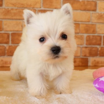 ウエストハイランドホワイトテリア【埼玉県・女の子・2022年3月14日・ホワイト】の写真「両親遺伝子検査異常なし‼️(小さめ)」