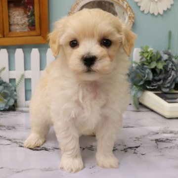 マルチーズ×トイプードル【埼玉県・男の子・2023年2月9日・アプリコット】の写真「激かわマルプー💗💗」