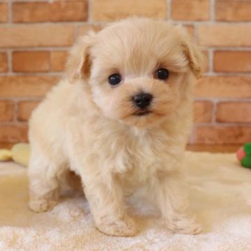 トイプードル×マルチーズ【埼玉県・女の子・2022年7月4日・アプリコット】の写真「激かわマルプー💗💗(激かわ!)」