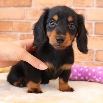 カニンヘンダックスフンド(ロング)【埼玉県・女の子・2022年8月22日・ブラック&タン】の写真「両親遺伝子検査異常なし🍀」