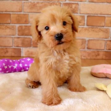 M.シュナウザー×トイプードル【埼玉県・女の子・2022年5月12日・アプリコット】の写真「毛が抜けにくいMix🐶シュナプー‼️」