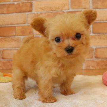 トイプードル×マルチーズ【埼玉県・女の子・2022年6月20日・アプリコット】の写真「激かわマルプー💗💗(小さめ)」