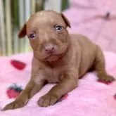 ミニチュアピンシャー【埼玉県・女の子・2024年6月17日・レッド】の写真1