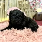 トイプードル(トイ)【埼玉県・女の子・2024年6月24日・ブラック】の写真5