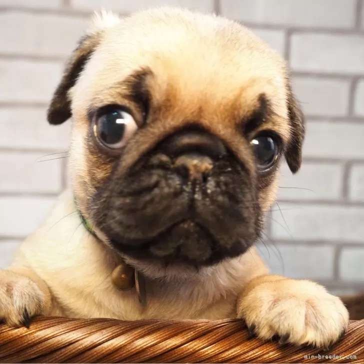 ID:2502-06429の子犬