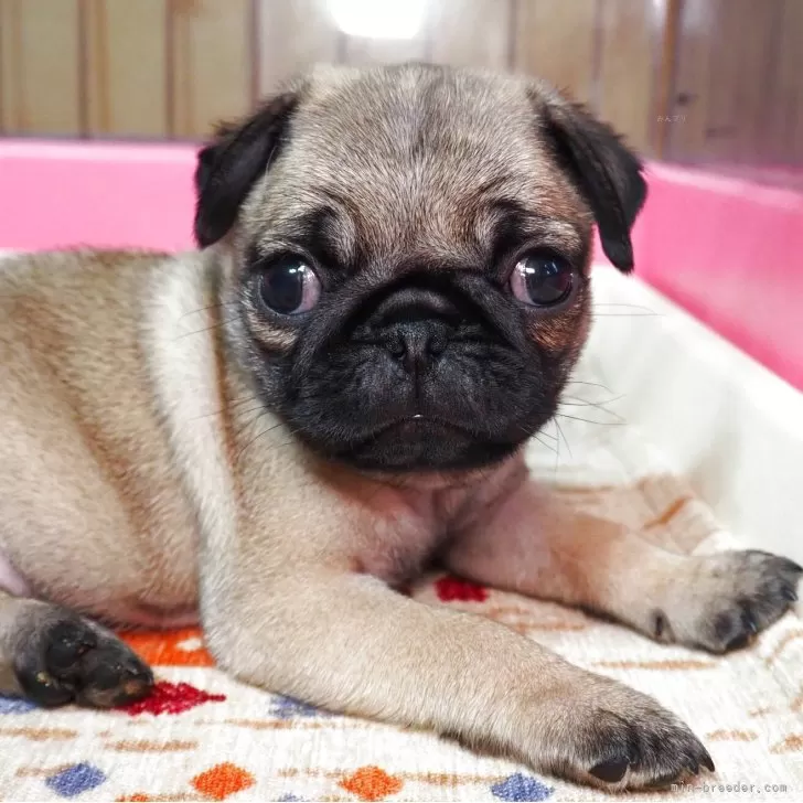 ID:2506-04519の子犬