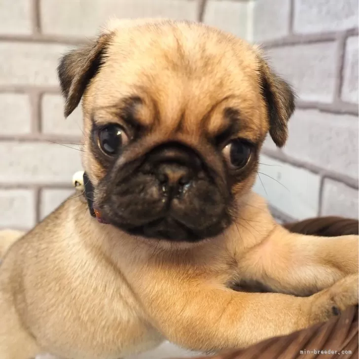 K.K 様のお迎えした子犬