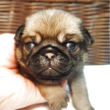 パグ【茨城県・女の子・2025年8月22日・フォーン】の写真「むちむちな女の子です」