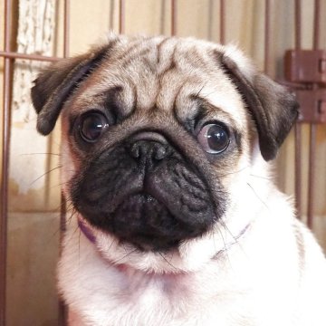 パグ【茨城県・男の子・2025年9月9日・フォーン】の写真「むっちりムクムク男の子です」