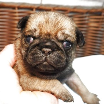 パグ【茨城県・女の子・2025年8月29日・フォーン】の写真「むっちりムクムク女の子です」