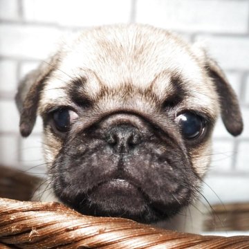 パグ【茨城県・男の子・2025年8月29日・フォーン】の写真「むっちりムクムク男の子です」